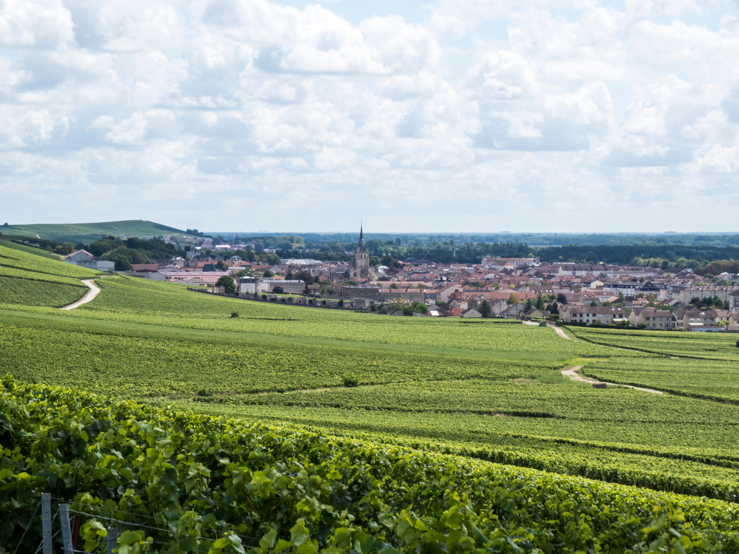 Hills covered in vineyards in Ay, Champagne, France