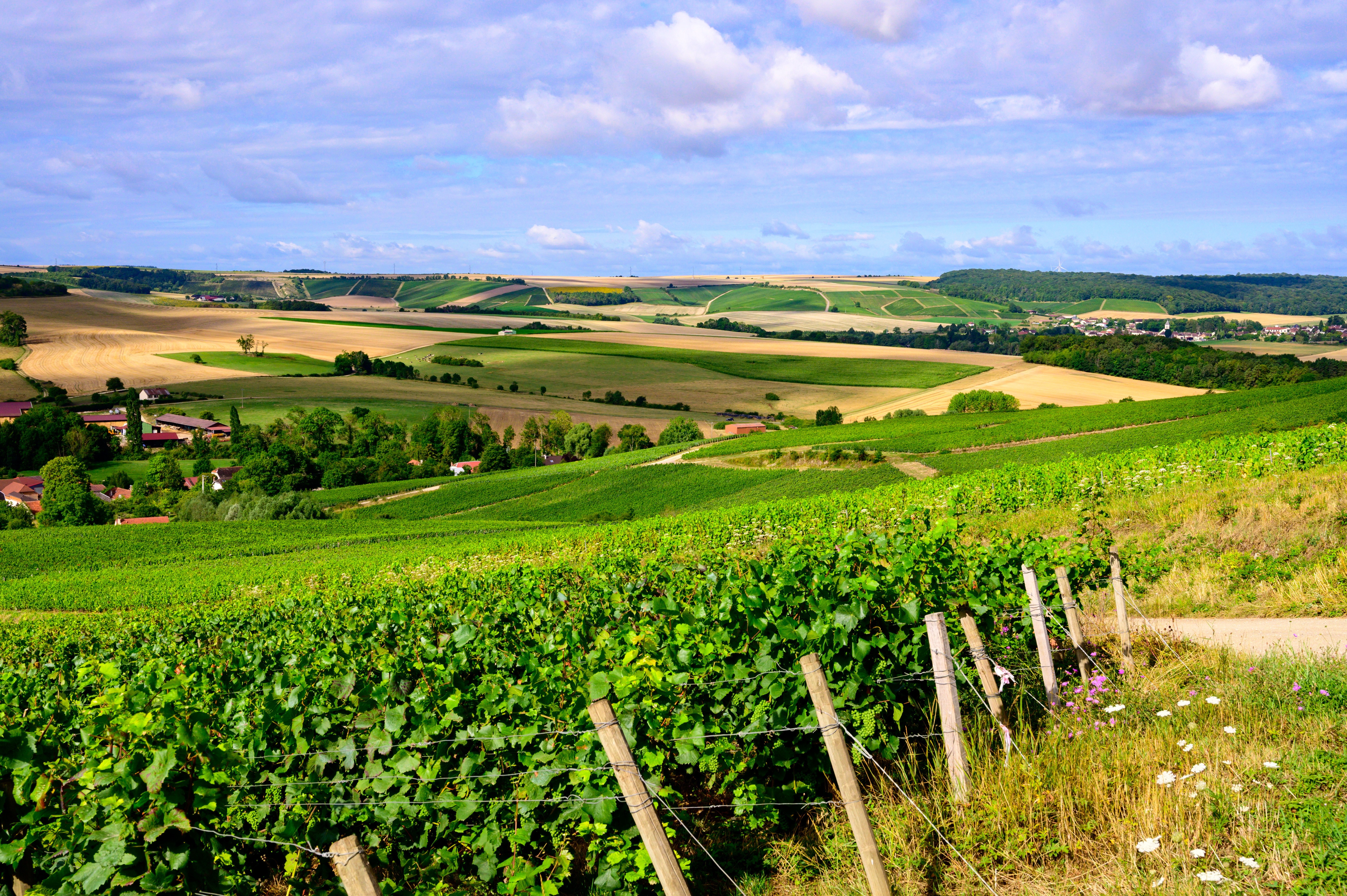 Hills with vineyards in Côte des Bar in South Champagne