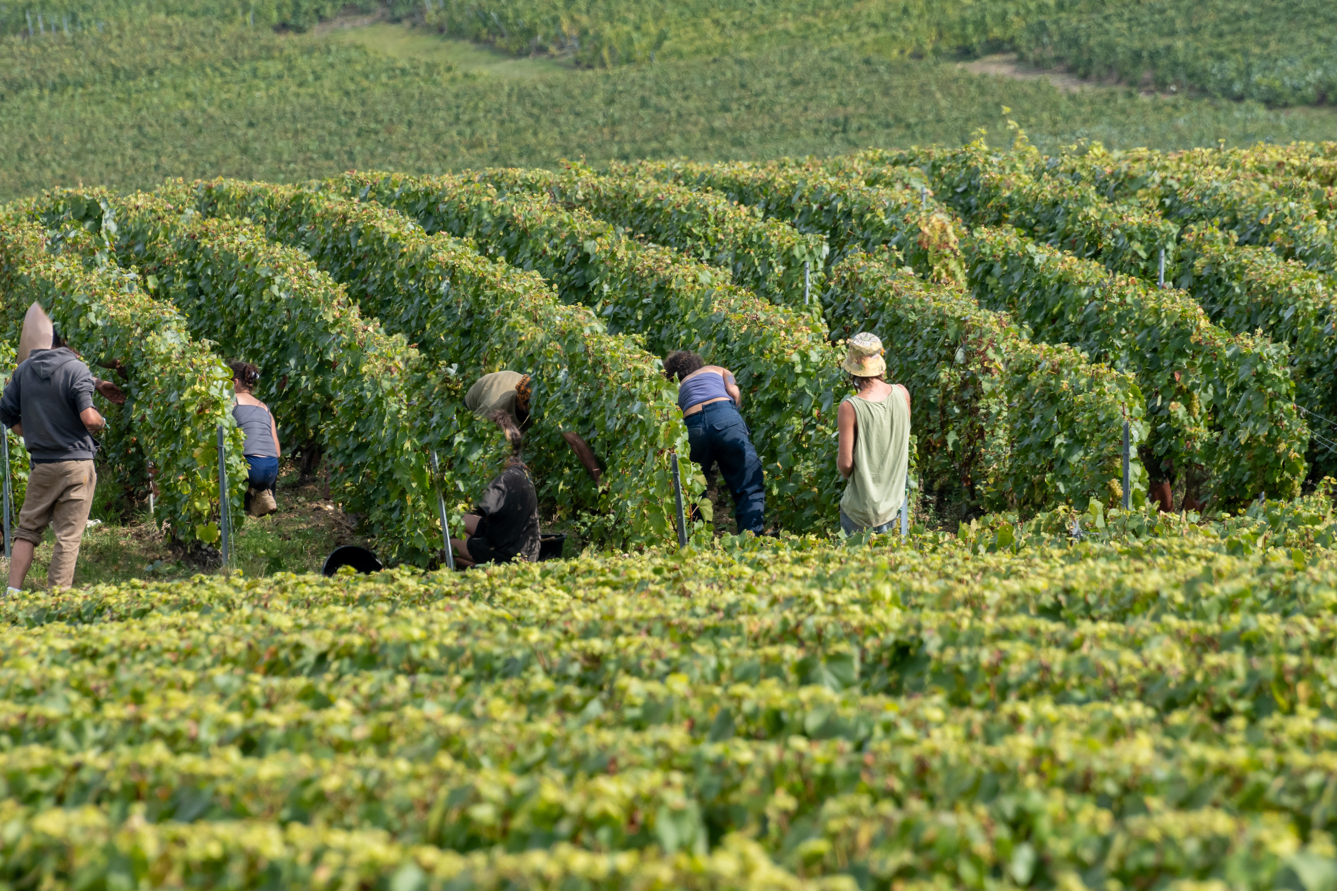 People harvesting Chardonnay wine grapes on Côte des Blancs