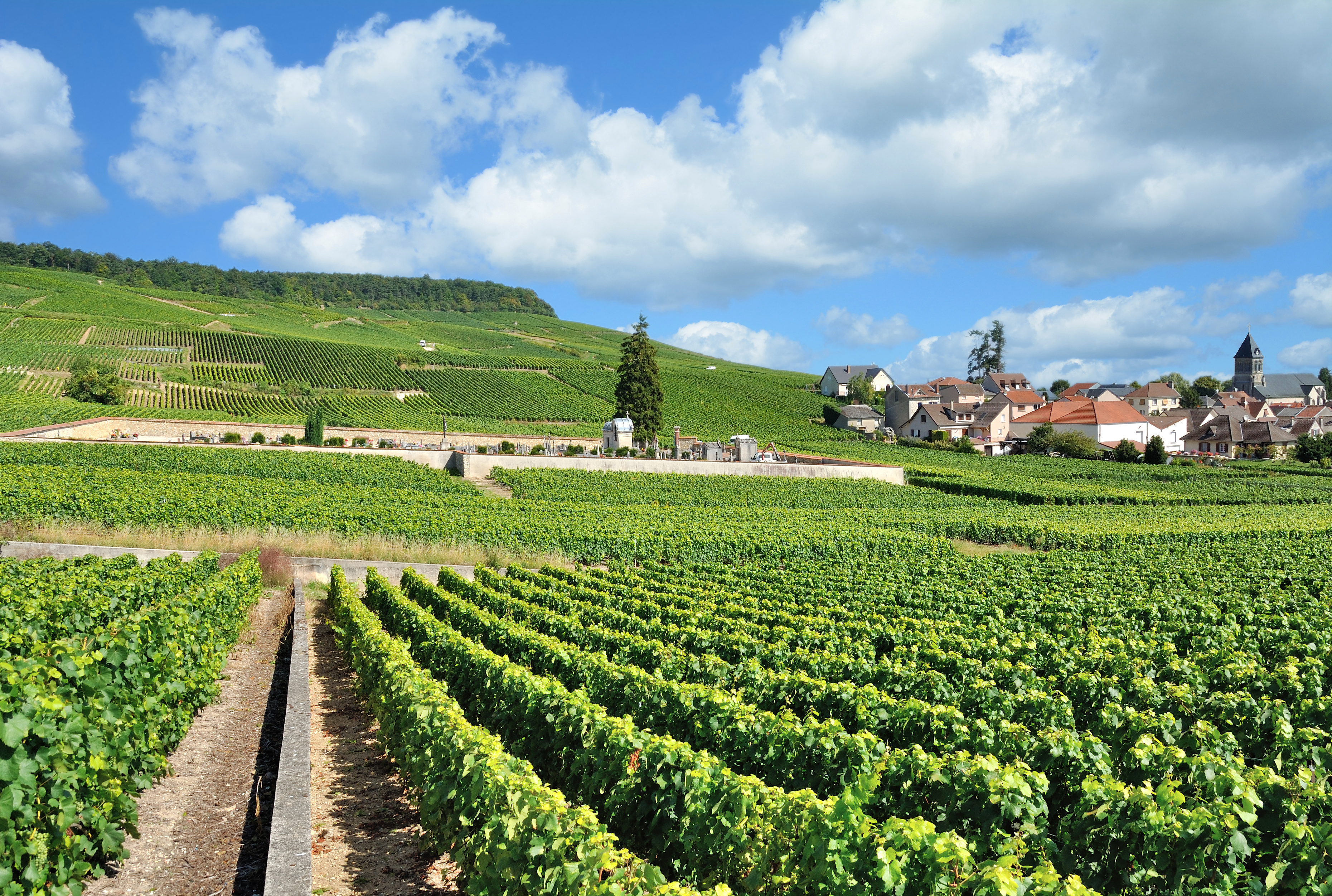 Vineyard in the French village Epernay