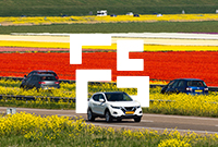 Cars driving on a road in the Netherland bordered by yellow, red, and purple flower fields and wind turbines in the background
