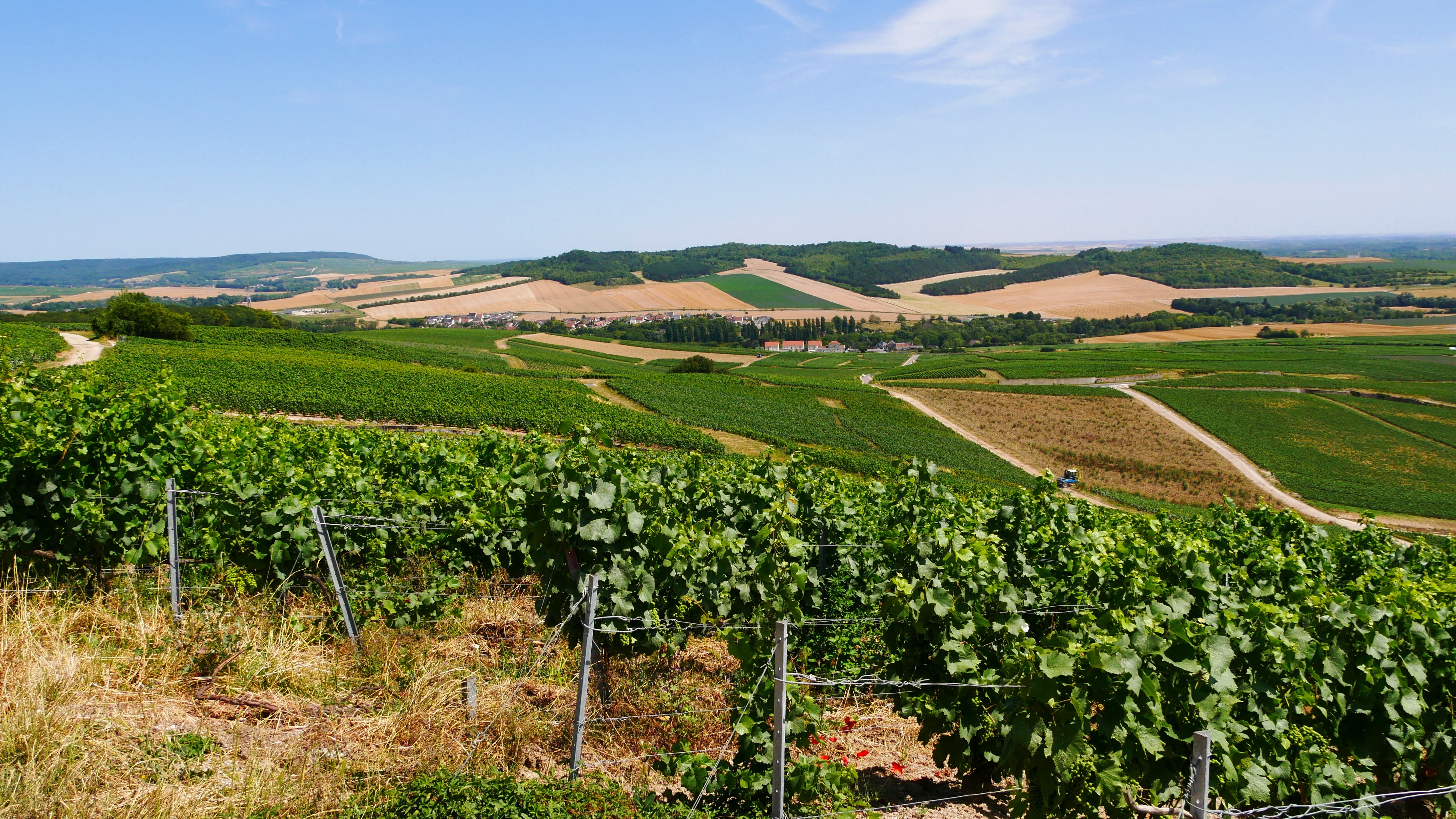 View of the vineyards in the Marne Valley region of France
