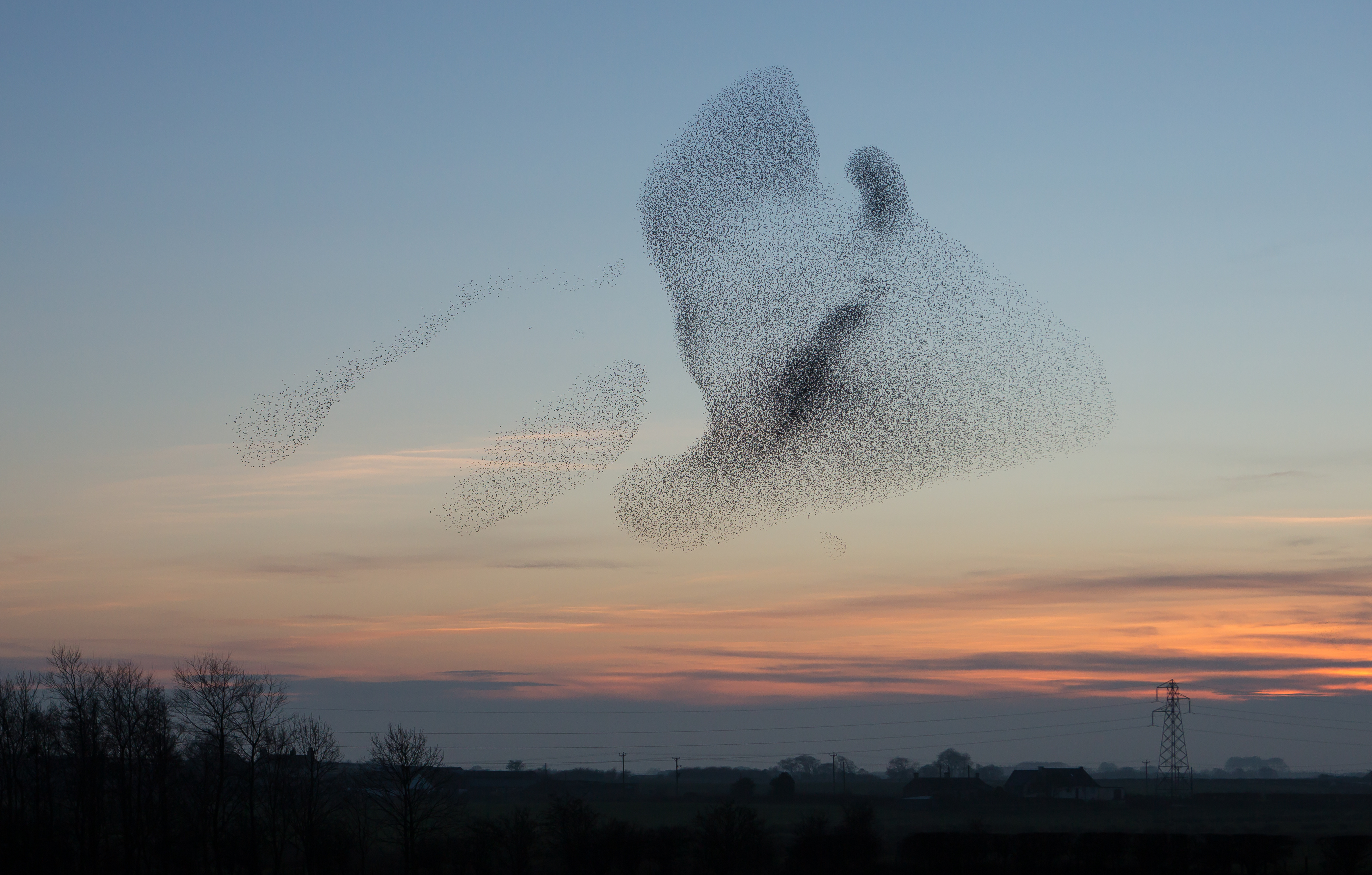 A starling murmuration at dusk